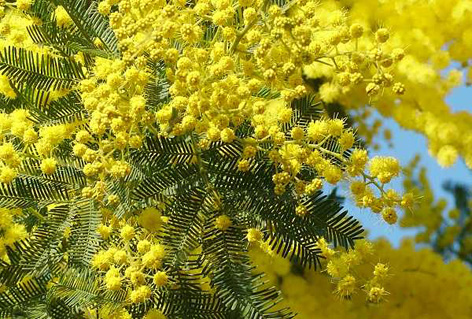 Acacia dealbata  Mimoza